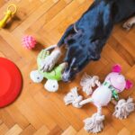 Toys For Smart Happy Dogs