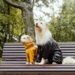 Vests for Dogs for Hot Weather