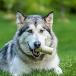 Best Dog Bones for Big Dogs