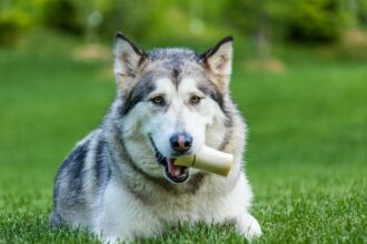 Best Dog Bones for Big Dogs