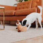 pet toys for dogs